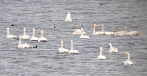 some of today's Whoopers on Mere