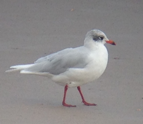 ad w Med Gull - present now since late summer around Mapp & Cowden