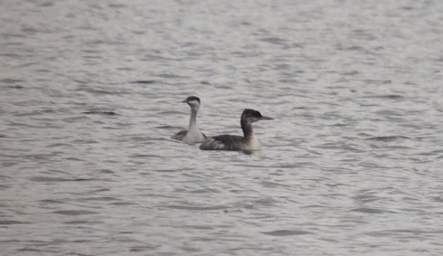 Slavonian and Red-necked Grebe off the jetties