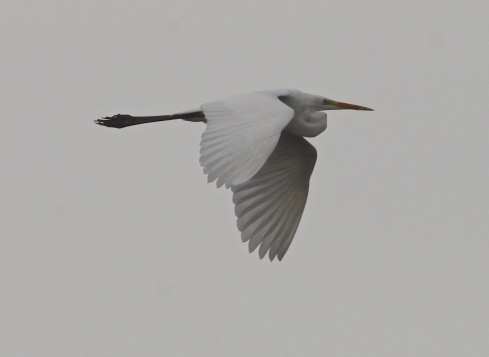 GW Egret flying from Decoy  - possibly one of last winters birds returning?