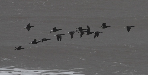Brent Geese south off Cowden