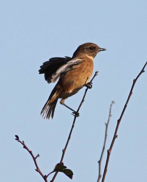 Stonechat at Cowden