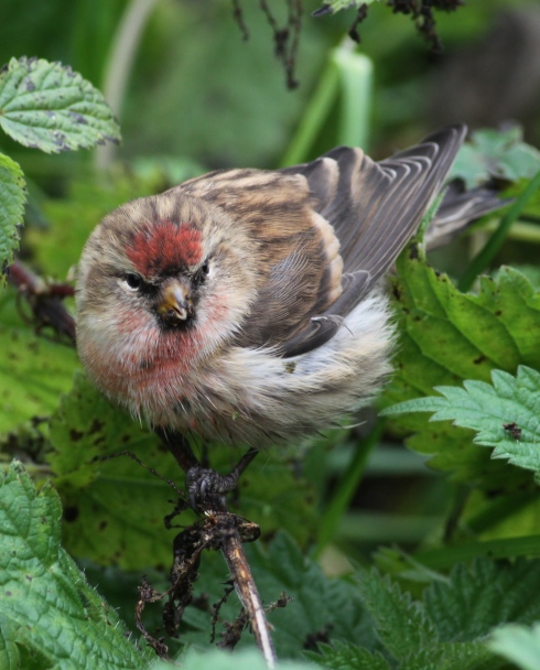 exhausted Redpoll - Cowden