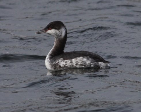 Slavonian Grebe - close at times off north side of KP