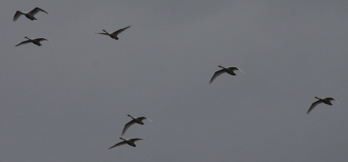 Whooper Swans heading south over Decoy late am