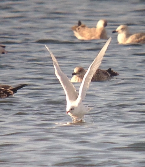 ad Med Gull on Mere off Heslop's