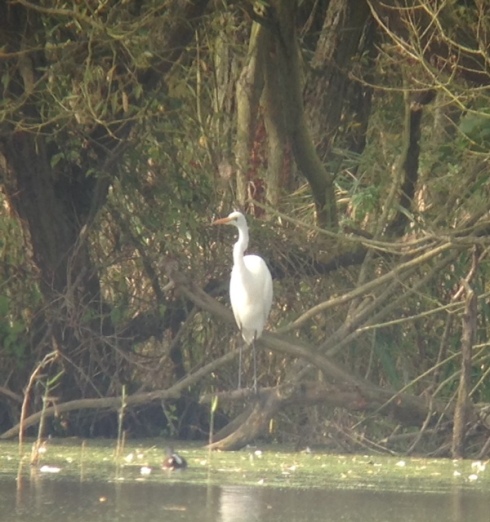 Great White Egret from Wassand Hide