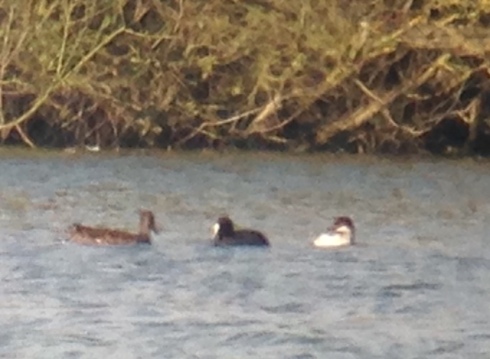 about as far away as things get at the Mere, Smew in NW corner from 2nd field