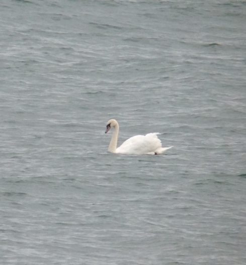and continuing the sea duck theme, a Mute Swan off Cowden