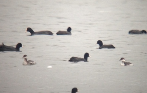 2 Slavonian Grebe in poor light off 2nd field late aft